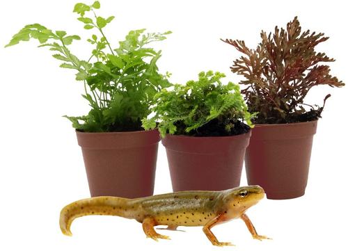 Show full view: ReptiFauna Newt 2-in Pot Live Plant, 3 count slide 2 of 5
