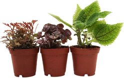 ReptiFauna Pacman Frog 2-in Pot Live Plant, 3 count