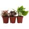 Show in main carousel: ReptiFauna Pacman Frog 2-in Pot Live Plant, 3 count slide 1 of 6