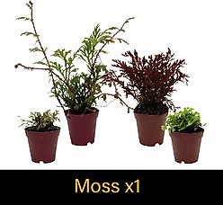 ReptiFauna Pacman Frog 2-in Pot Live Plant, 3 count slide 2 of 6