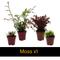 Show in main carousel: ReptiFauna Pacman Frog 2-in Pot Live Plant, 3 count slide 4 of 6