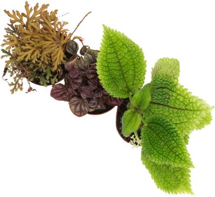 Show full view: ReptiFauna Pacman Frog 2-in Pot Live Plant, 3 count slide 3 of 6