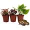Show in main carousel: ReptiFauna Pacman Frog 2-in Pot Live Plant, 3 count slide 2 of 6
