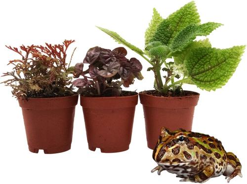 Show full view: ReptiFauna Pacman Frog 2-in Pot Live Plant, 3 count slide 2 of 6