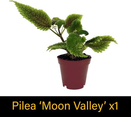 Show full view: ReptiFauna Pacman Frog 2-in Pot Live Plant, 3 count slide 5 of 6