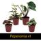 Show in main carousel: ReptiFauna Pacman Frog 2-in Pot Live Plant, 3 count slide 6 of 6