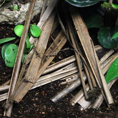 Show full view: ReptiFauna Palm Leaves Reptile Substrate, 10 count slide 9 of 9