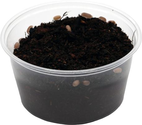 Show full view: ReptiFauna Papaya Isopod, 16-oz, 10 count slide 5 of 7