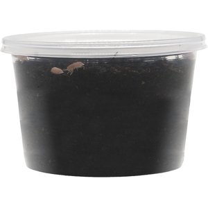 ReptiFauna Papaya Isopod, 16-oz, 10 count