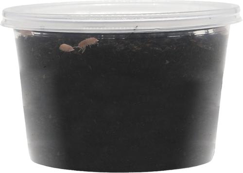 Show full view: ReptiFauna Papaya Isopod, 16-oz, 10 count slide 6 of 7