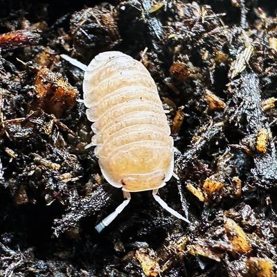 Show full view: ReptiFauna Papaya Isopod, 16-oz, 10 count slide 2 of 7