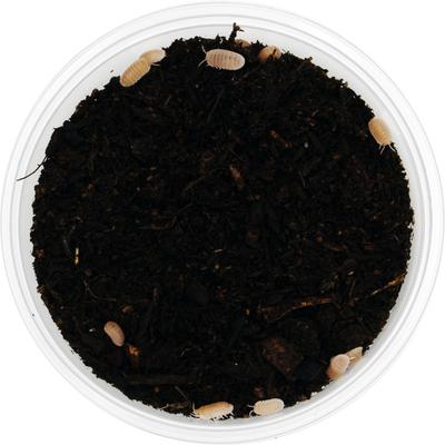 Show full view: ReptiFauna Papaya Isopod, 16-oz, 10 count slide 3 of 7