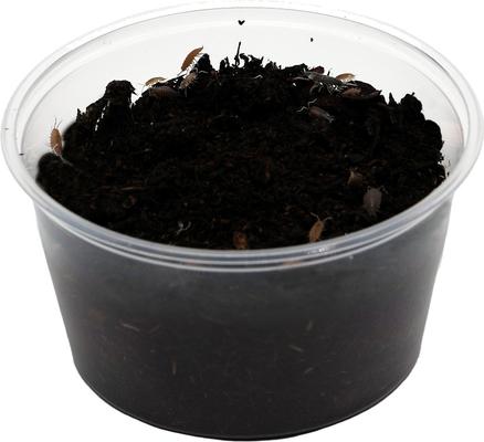 Show full view: ReptiFauna Party Mix Isopod, 16-oz, 10 count slide 5 of 7