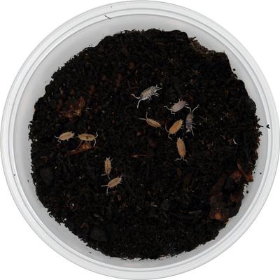 Show full view: ReptiFauna Party Mix Isopod, 16-oz, 10 count slide 3 of 7