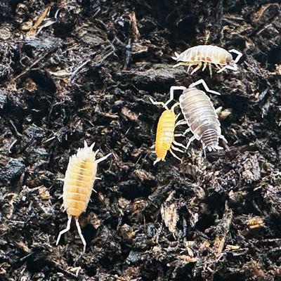 Show full view: ReptiFauna Party Mix Isopod, 16-oz, 10 count slide 2 of 7