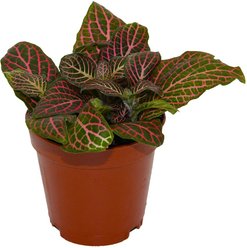 ReptiFauna Pink Fittonia Tropical 2-in Pot Live Plant, 1 count
