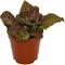 Show in main carousel: ReptiFauna Pink Fittonia Tropical 2-in Pot Live Plant, 1 count slide 1 of 6