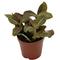 Show in main carousel: ReptiFauna Pink Fittonia Tropical 2-in Pot Live Plant, 1 count slide 4 of 6