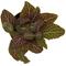 Show in main carousel: ReptiFauna Pink Fittonia Tropical 2-in Pot Live Plant, 1 count slide 2 of 6