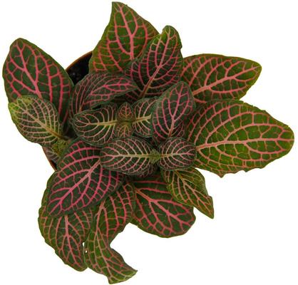 Show full view: ReptiFauna Pink Fittonia Tropical 2-in Pot Live Plant, 1 count slide 2 of 6