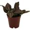 Show in main carousel: ReptiFauna Pink Fittonia Tropical 2-in Pot Live Plant, 1 count slide 5 of 6