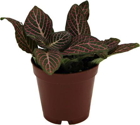 Show full view: ReptiFauna Pink Fittonia Tropical 2-in Pot Live Plant, 1 count slide 5 of 6