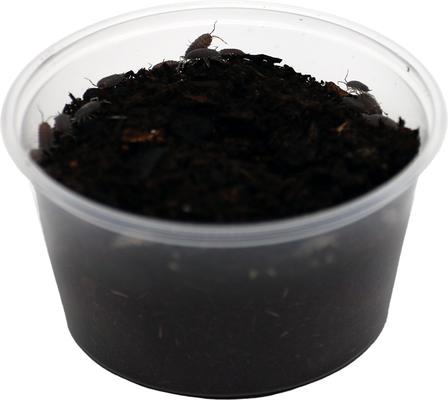 Show full view: ReptiFauna Powder Blue Isopod, 16-oz, 15 count slide 5 of 7