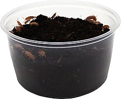 ReptiFauna Powder Orange Isopod, 16-oz, 15 count slide 2 of 6
