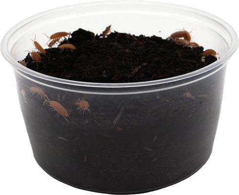 Show full view: ReptiFauna Powder Orange Isopod, 16-oz, 15 count slide 5 of 7