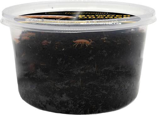 Show full view: ReptiFauna Powder Orange Isopod, 16-oz, 15 count slide 6 of 7