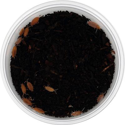 Show full view: ReptiFauna Powder Orange Isopod, 16-oz, 15 count slide 3 of 7