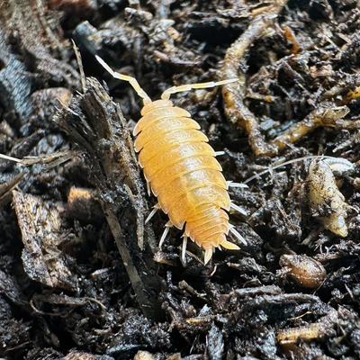 Show full view: ReptiFauna Powder Orange Isopod, 16-oz, 15 count slide 2 of 7