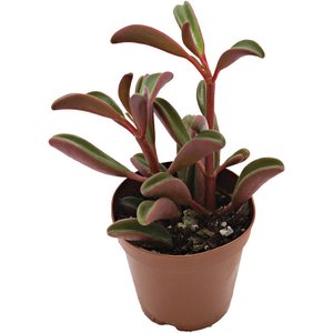 ReptiFauna Ruby Peperomia Tropical Live Plant, 2-in Pot