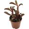 Show in main carousel: ReptiFauna Ruby Peperomia Tropical Live Plant, 2-in Pot slide 1 of 6