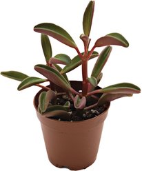 ReptiFauna Ruby Peperomia Tropical Live Plant, 2-in Pot slide 2 of 5