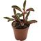 Show in main carousel: ReptiFauna Ruby Peperomia Tropical Live Plant, 2-in Pot slide 5 of 6