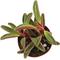 Show in main carousel: ReptiFauna Ruby Peperomia Tropical Live Plant, 2-in Pot slide 3 of 6