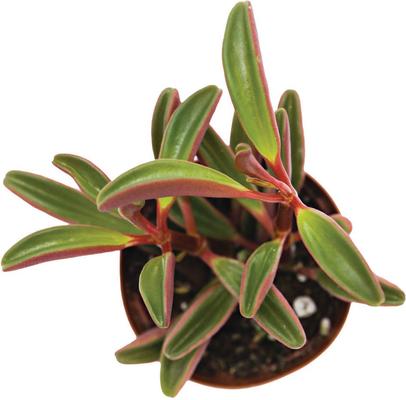 Show full view: ReptiFauna Ruby Peperomia Tropical Live Plant, 2-in Pot slide 3 of 6
