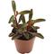 Show in main carousel: ReptiFauna Ruby Peperomia Tropical Live Plant, 2-in Pot slide 2 of 6