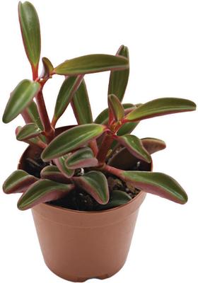 Show full view: ReptiFauna Ruby Peperomia Tropical Live Plant, 2-in Pot slide 2 of 6
