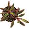 Show in main carousel: ReptiFauna Ruby Peperomia Tropical Live Plant, 2-in Pot slide 4 of 6