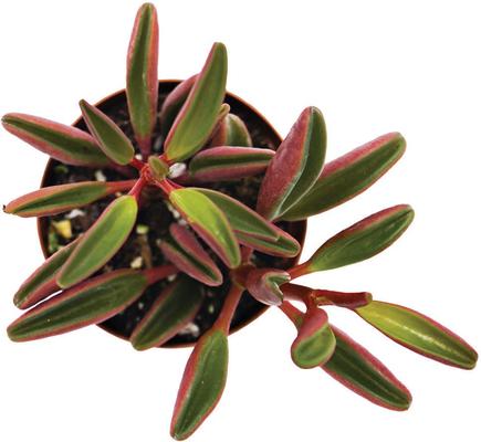 Show full view: ReptiFauna Ruby Peperomia Tropical Live Plant, 2-in Pot slide 4 of 6