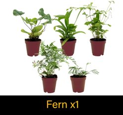 ReptiFauna Skink 2-in Pot Live Plant, 3 count slide 2 of 6