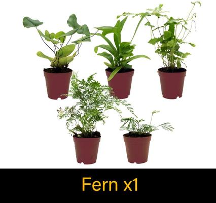 Show full view: ReptiFauna Skink 2-in Pot Live Plant, 3 count slide 5 of 6