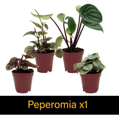 Show full view: ReptiFauna Skink 2-in Pot Live Plant, 3 count slide 4 of 6