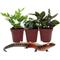 Show in main carousel: ReptiFauna Skink 2-in Pot Live Plant, 3 count slide 2 of 6