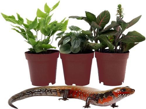 Show full view: ReptiFauna Skink 2-in Pot Live Plant, 3 count slide 2 of 6
