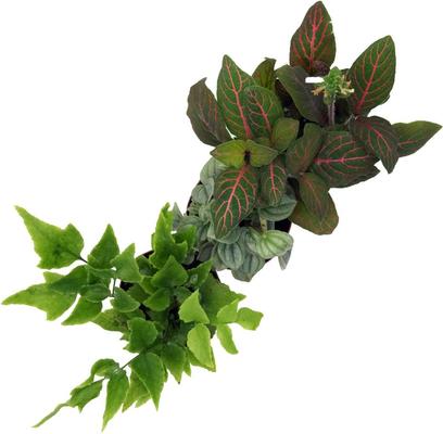 Show full view: ReptiFauna Skink 2-in Pot Live Plant, 3 count slide 3 of 6