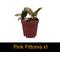 Show in main carousel: ReptiFauna Skink 2-in Pot Live Plant, 3 count slide 6 of 6