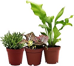ReptiFauna Tree Frog 2-in Pot Live Plant, 3 count